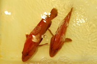 Live Fish